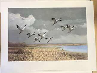 Sandhill Cranes Print